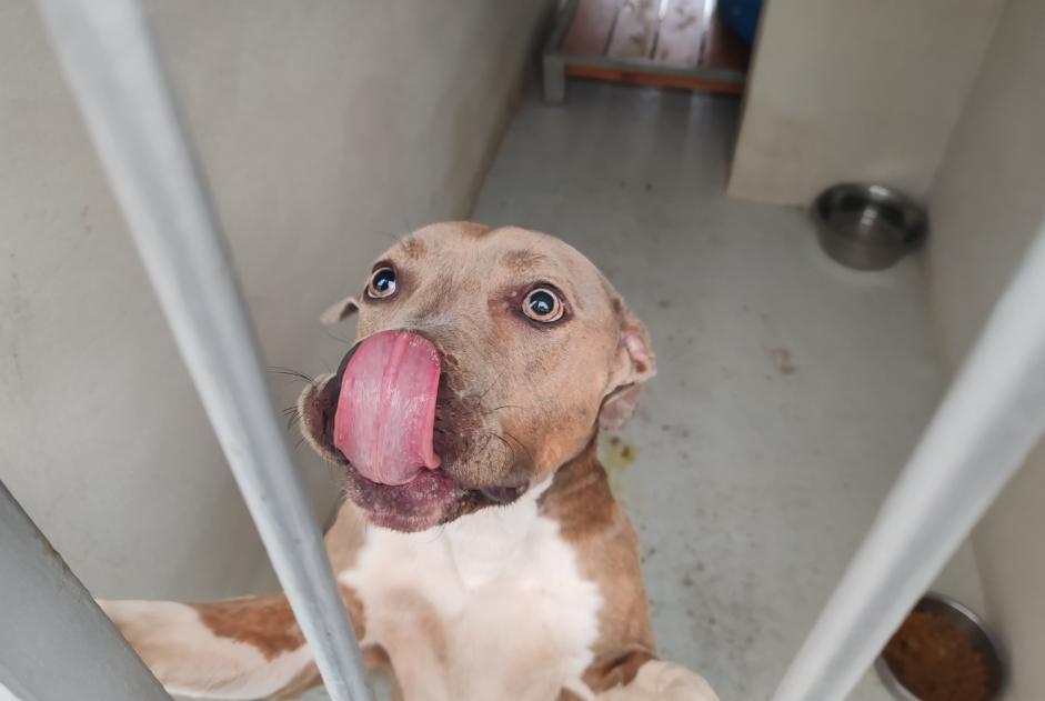 Alerte Découverte Chien croisement Femelle , 2 ans Houilles France Alerte Découverte Chien croisement Femelle , 2 ans Houilles France