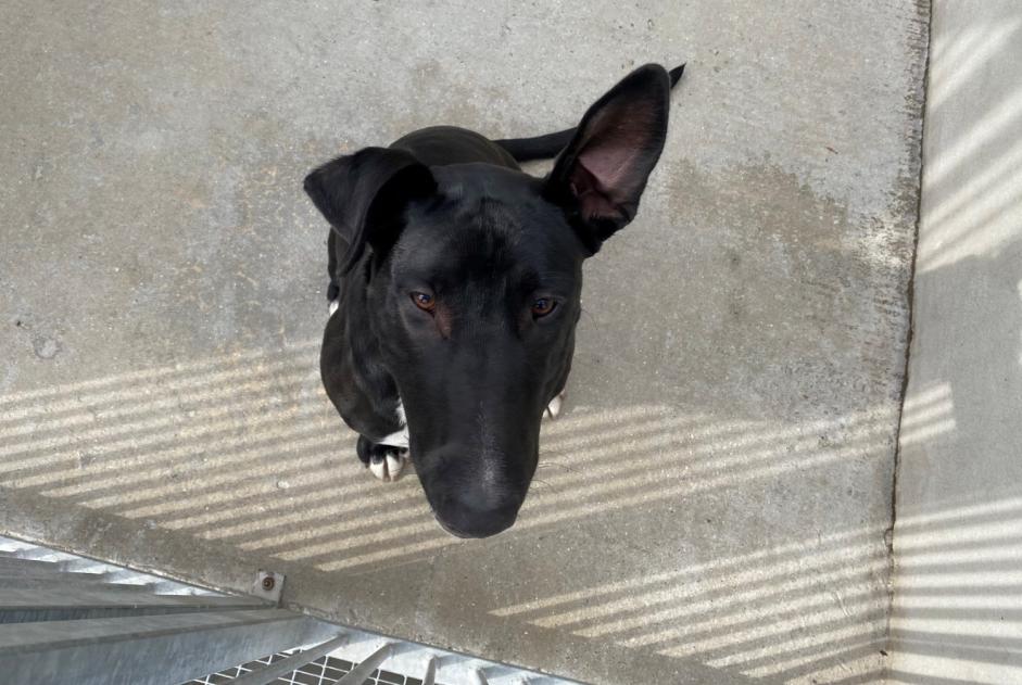 Alerte Découverte Chien croisement  Femelle , 3 ans Triel-sur-Seine France
