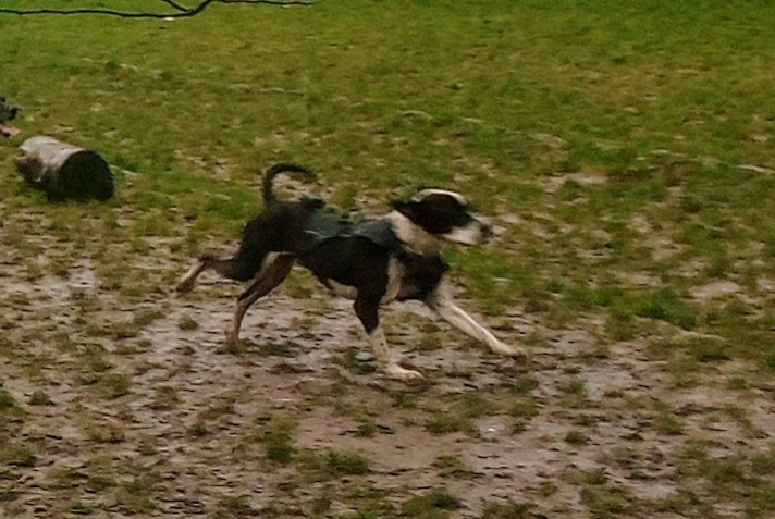 Alerte Disparition Chien croisement  Mâle , 7 ans Gargenville France