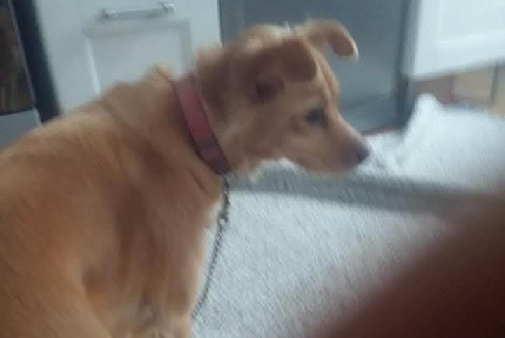 Alerte Disparition Chien croisement Femelle , 10 ans Saint-Germain-en-Laye France Alerte Disparition Chien croisement Femelle , 10 ans Saint-Germain-en-Laye France