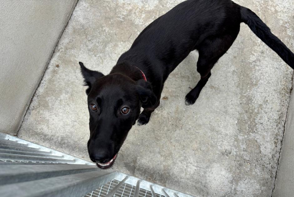 Avviso Ritrovamento Cane incrocio di razze Femmina , Tra 7 e 9 mesi Morainvilliers Francia Avviso Ritrovamento Cane incrocio di razze Femmina , Tra 7 e 9 mesi Morainvilliers Francia