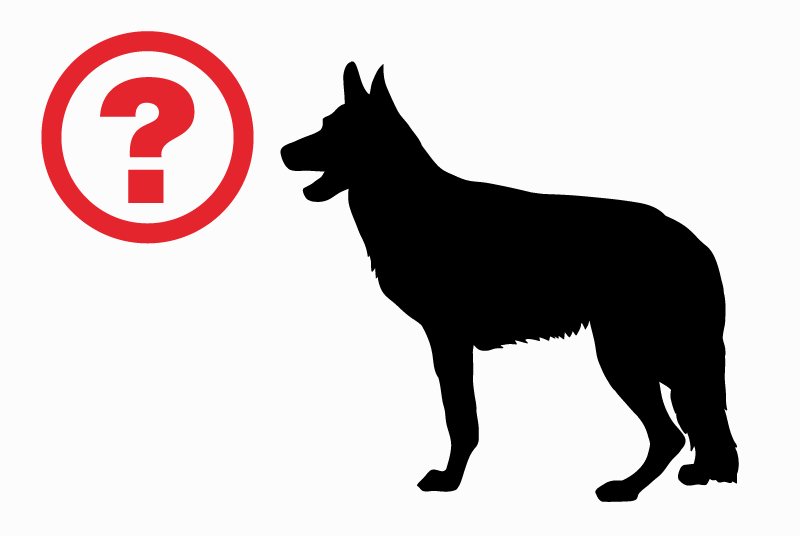 Alerte Découverte Chien  Mâle Achères France